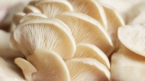 Natural Oyster Mushroom