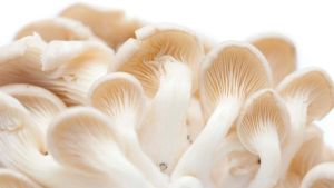 Premium Oyster Mushroom