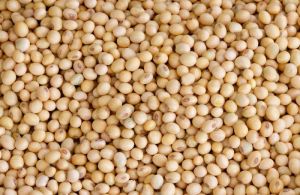 Natural Soybean Seeds