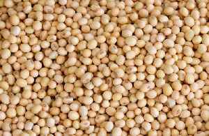 Soybean Seed