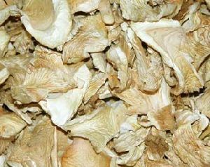 Dry Oyester Mushroom