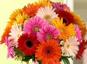 Fresh Gerbera Flowers