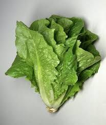 Fresh Green Romaine Lettuce