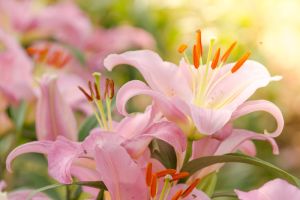 fresh lily flowers