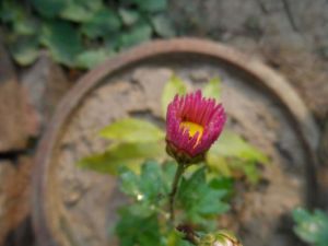 Fresh Guldavari Flowers