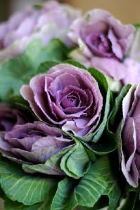 Natural Brassica Flowers