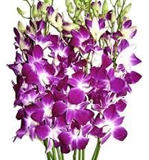 Fresh Orchid Flowers