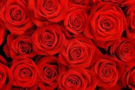 Fresh Red Rose Flowers
