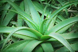 Fresh Aloe Vera Leaves