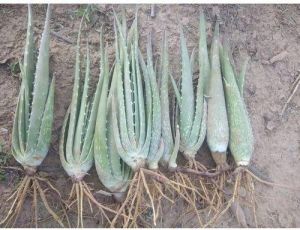 Herbal Aloe Vera Plant