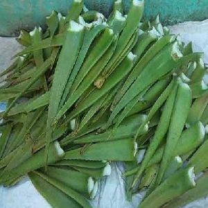 Natural Aloe Vera Leaves