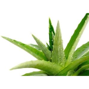 Natural Aloe Vera Plant