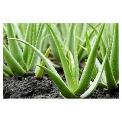 Organic Aloe Vera Plant