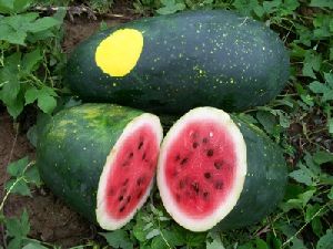 Fresh Watermelon