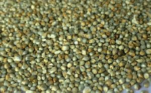 Green Millet Seeds