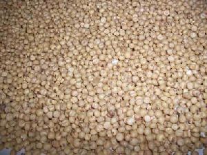 Great Millet Seeds