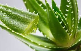 aloevera leaves