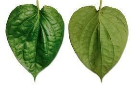 Fresh Bangla Betel Leaves