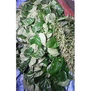 Kali Bangla Betel Leaves