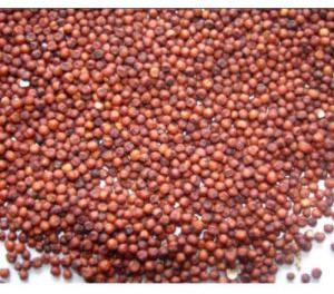 Finger Millet Seed