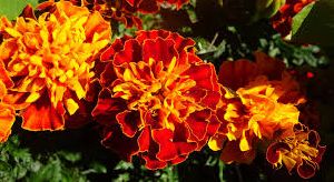 Natural Marigold Flowers
