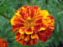 Organic Marigold Flowers