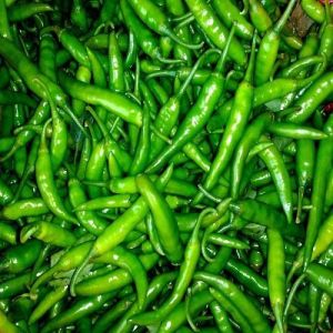 INDIAN GREEN CHILLI