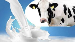 pure cow milk