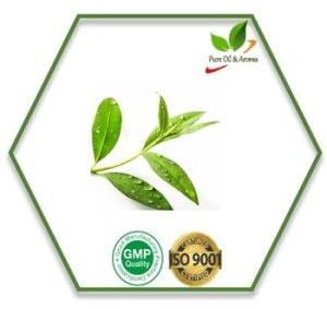 Tea Tree Essential Oil