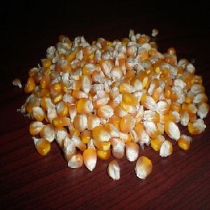 Matchless Maize