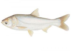 silver carp fish