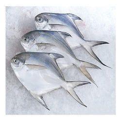 Silver Pomfret Super Fish