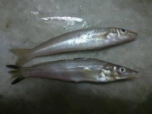 Smelt fish