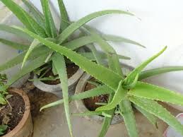 Aloe Vera