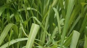 Lemon Grass