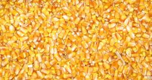 Food Grade Corn Seeds