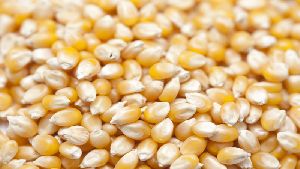 Food Grade Maize Seeds