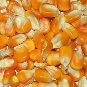 natural maize seeds