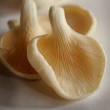 Dried Oyster Mushroom