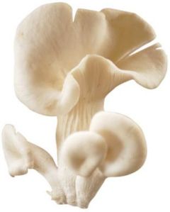 Natural Oyster Mushroom