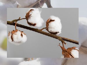 pure raw cotton