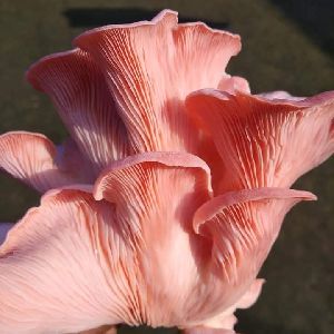 Fresh Pink Mushroom