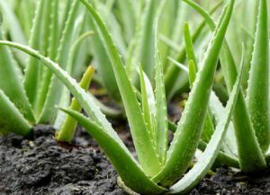 Dev aloe vera farming