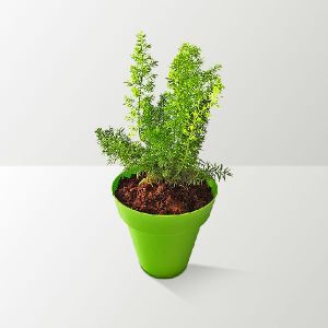 Rolling Nature Asparagus Fern in Colorista Pot