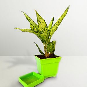 Rolling Nature Chinese Evergreen Aglonema in Green Square Pot