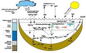 scientific models