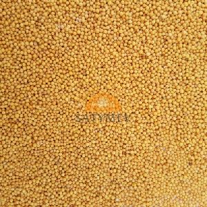 Yellow Mustard Seeds