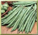 Bush french beans