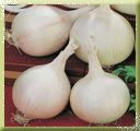 milky white onion