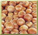 Nizam Onion